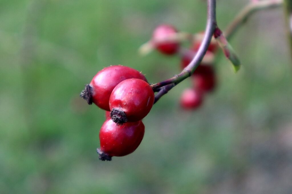 kam na nedeljsko kosilo