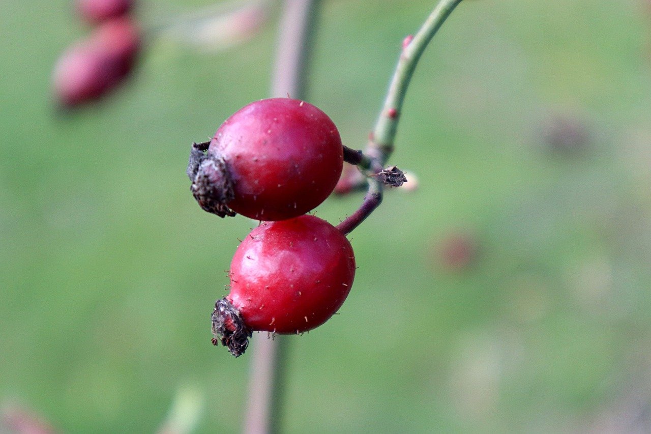 kam na nedeljsko kosilo
